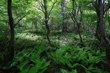 thick ferns in spring forest
