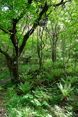 fresh ferns in the gleaming sunlight

