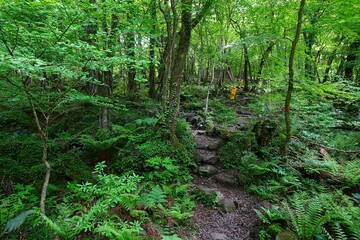 fallen trees in spring forest