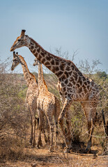 giraffe is a large African hoofed mammal belonging to the genus Giraffa, South African Safari