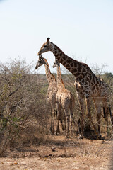 giraffe is a large African hoofed mammal belonging to the genus Giraffa, South African Safari