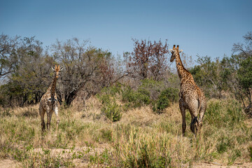 giraffe is a large African hoofed mammal belonging to the genus Giraffa, South African Safari