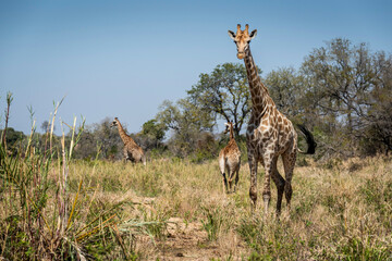 giraffe is a large African hoofed mammal belonging to the genus Giraffa, South African Safari