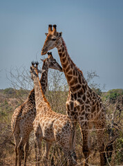 giraffe is a large African hoofed mammal belonging to the genus Giraffa, South African Safari