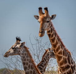 Obraz premium giraffe is a large African hoofed mammal belonging to the genus Giraffa, South African Safari