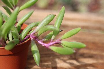 Senecio Othonna capensis Ruby Necklace © Perovskia