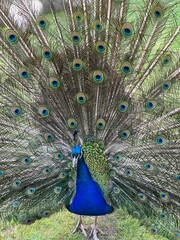 Naklejka premium male peacock with beautiful blue colorful tail on grass background
