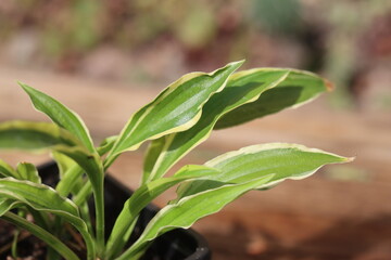 Hosta lancifolia STILETTO Funkia lancetolistna