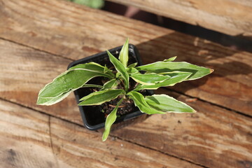 Obraz premium Hosta lancifolia STILETTO Funkia lancetolistna