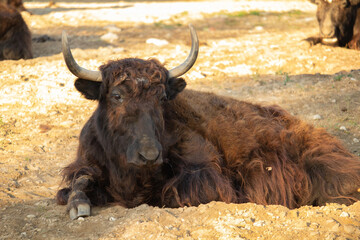 Yak face close-up in beautiful sunny day