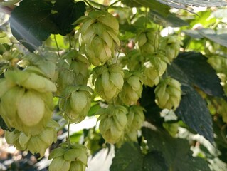 Green hops are common. Background from hop fruits. Natural plant backgrounds and textures.