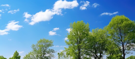 Obraz premium Serene Blue Sky with Lush Green Treetops