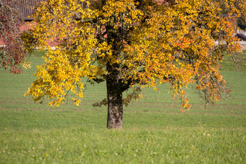 Picture of a tree in autumn
