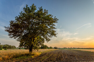 Obraz premium Lonely tree in the setting sun