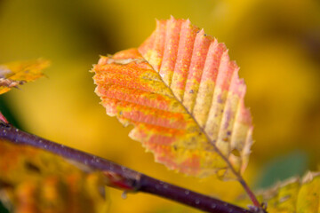 Picture of a yellow leaf in autumn