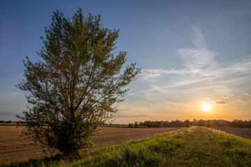 Lonely tree in the setting sun