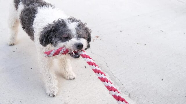 Two dogs playing tug of war game with puller toy. German shepherd puppy and poodle playing toy outdoors