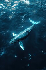 Fototapeta premium Majestic Whale Swimming in Ocean Depths with Sunlight Beams
