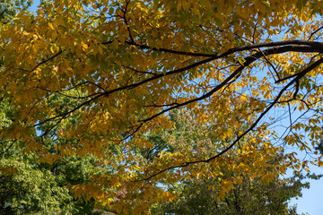 Colorful leaves, autumn season with beautiful bokeh and sky in the background