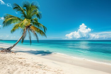 Obraz premium Tropical Caribbean beach with palm tree, white sand, and blue sky, high-resolution photo with bright colors and detailed sea.
