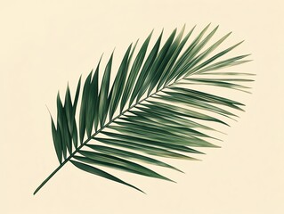 Fototapeta premium A single palm frond with green leaves isolated on a light beige background.
