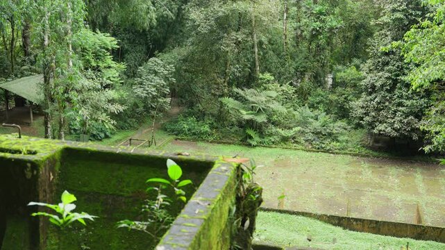 Ruinas en medio del bosque lleno de mucha vegetaci&oacute;n