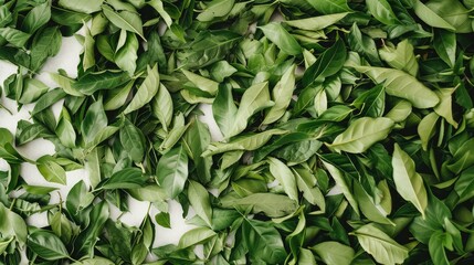 Fototapeta premium Fresh Green Leaves Texture for Background Use