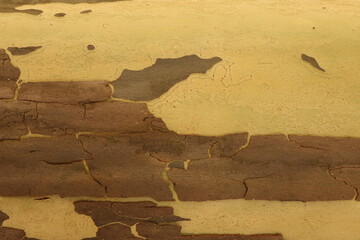 Artistic texture of tree bark yellow and brown layer. 
Contrast of texture and color.
