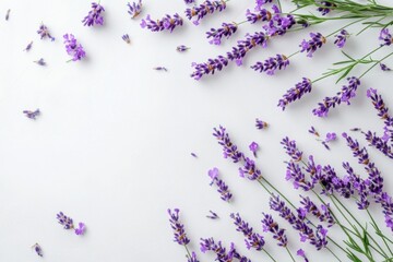 Fresh lavender sprigs scattered on white backdrop