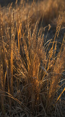 A close-up of golden wheat illuminated by sunlight, highlighting the textures and colors of the...