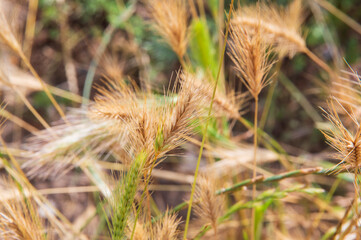 close-up: half dry half green sweet vernal-grass spikes