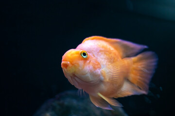 Fototapeta premium A large fish featuring a prominent big nose gazes intently at the camera