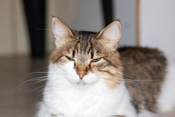 Fototapete bei efototapeten.de bestellen   