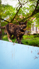 photography portrait of an adorable domestic cat