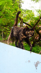 photography portrait of an adorable domestic cat