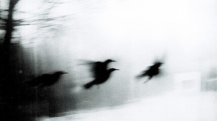 Blurry abstract flying birds in motion with monochromatic background