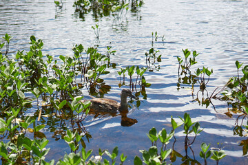 Gothenburg botanical garden in Sweden
