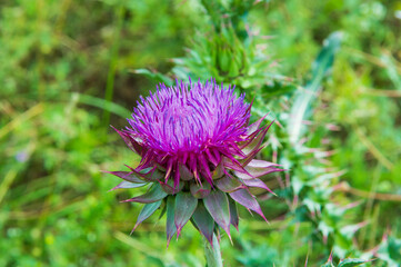 Fototapeta premium close-up: big round red-purple wild flower of milk thistle with the perianth in the form of a multi-rayed star
