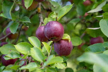 Fresh ripe red apples growing on apple tree branch
