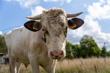 Holstein bull outdoors grazing at farm