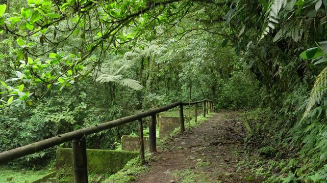 Sendero rodeado de ruinas y mucha vegetaci&oacute;n el bosque tropical con una cerca protectora