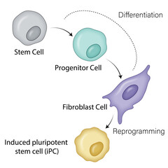 General Pathway of Induced Pluripotent Stem Cells (iPSCs) Generation: From Stem Cells to Progenitor Cells, Fibroblast Cells, and iPSCs through Reprogramming