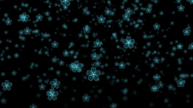 Falling blue flowers animation. Blue flowers flying in the air. Sakura flowers. Sakura flower background. Floral spring background. Motion graphic. Transparent background with alpha channel