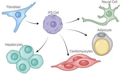Fibroblast Cell Reprogramming and Redifferentiation into Induced Pluripotent Cells (iPSCs), Followed by Differentiation into Neurons, Adipocytes, Muscle Cells, and Hepatocytes