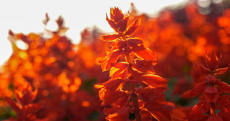 Vibrant orange flower floral soft nature sunbeam blossom in green garden morning time background. Sunbeam shining over orange red blooming park spring season. Sunny Petals blossom beautiful garden