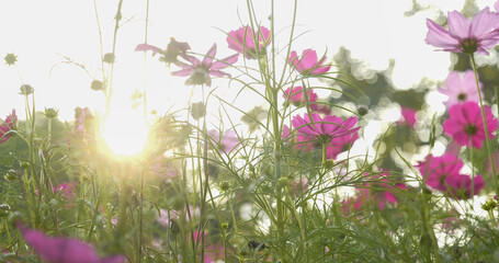 Sunny pink cosmos flower floral soft nature sunbeam blossom blurred background. Sunbeam shining through Pastel pink cosmos romance bloom spring season soft ray light. Petals blossom beautiful garden