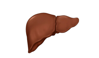  Detailed Illustration of Liver Anatomy: Comprehensive View with Labels Highlighting Lobes, Blood Vessels, Bile Ducts, and Functional Regions for Medical Studies