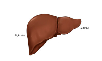 Detailed Illustration of Liver Anatomy: Comprehensive View with Labels Highlighting Lobes, Blood Vessels, Bile Ducts, and Functional Regions for Medical Studies