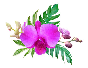 Pink orchid flower with tropical leaves in floral arrangement isolated on transparent background