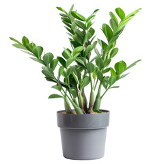 Potted Green Basil Plant, Fresh Herbs, Isolated on Transparent Background